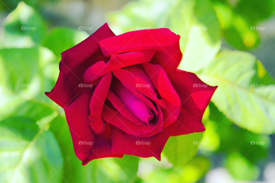 Red Rose from above