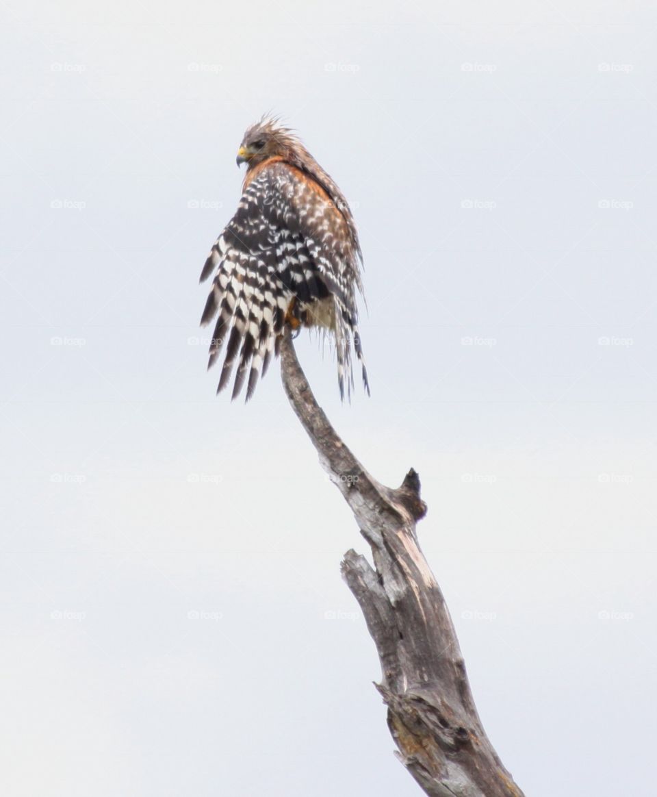 Red-shouldered hawk