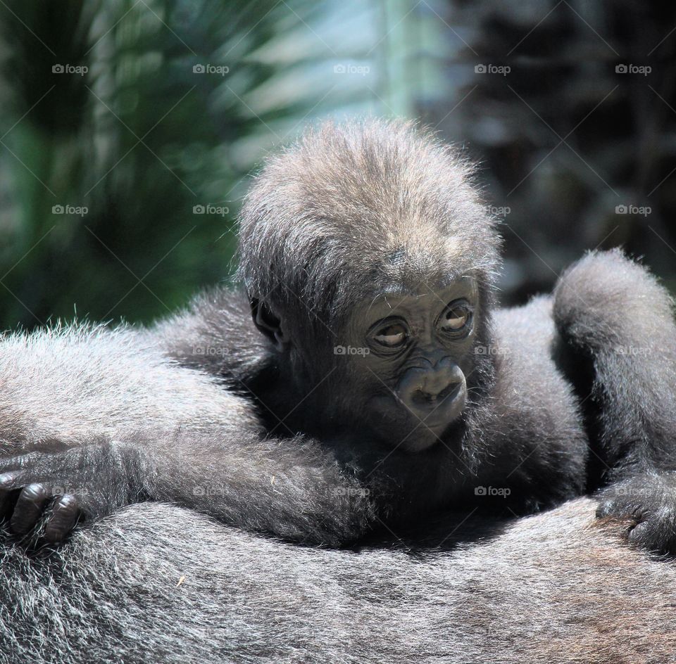 Baby Gorilla. Baby Gorilla San Diego Zoo