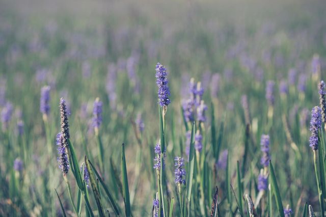 Purple Pickelweed Flowers in Field with Bokeh Background