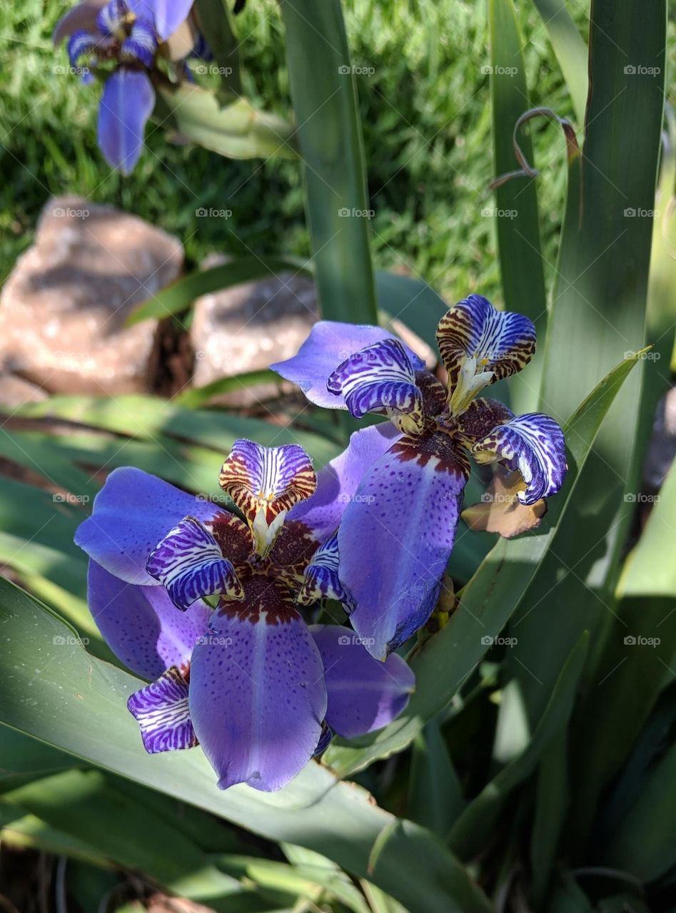 iris purple