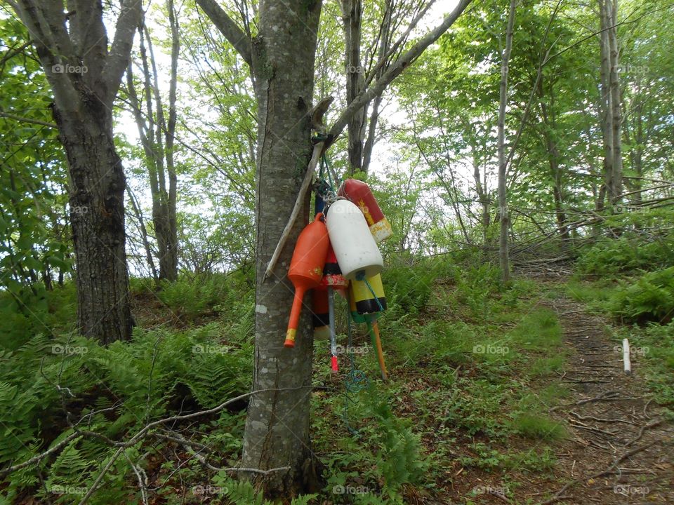 Lobster buoys at the trailhead. 