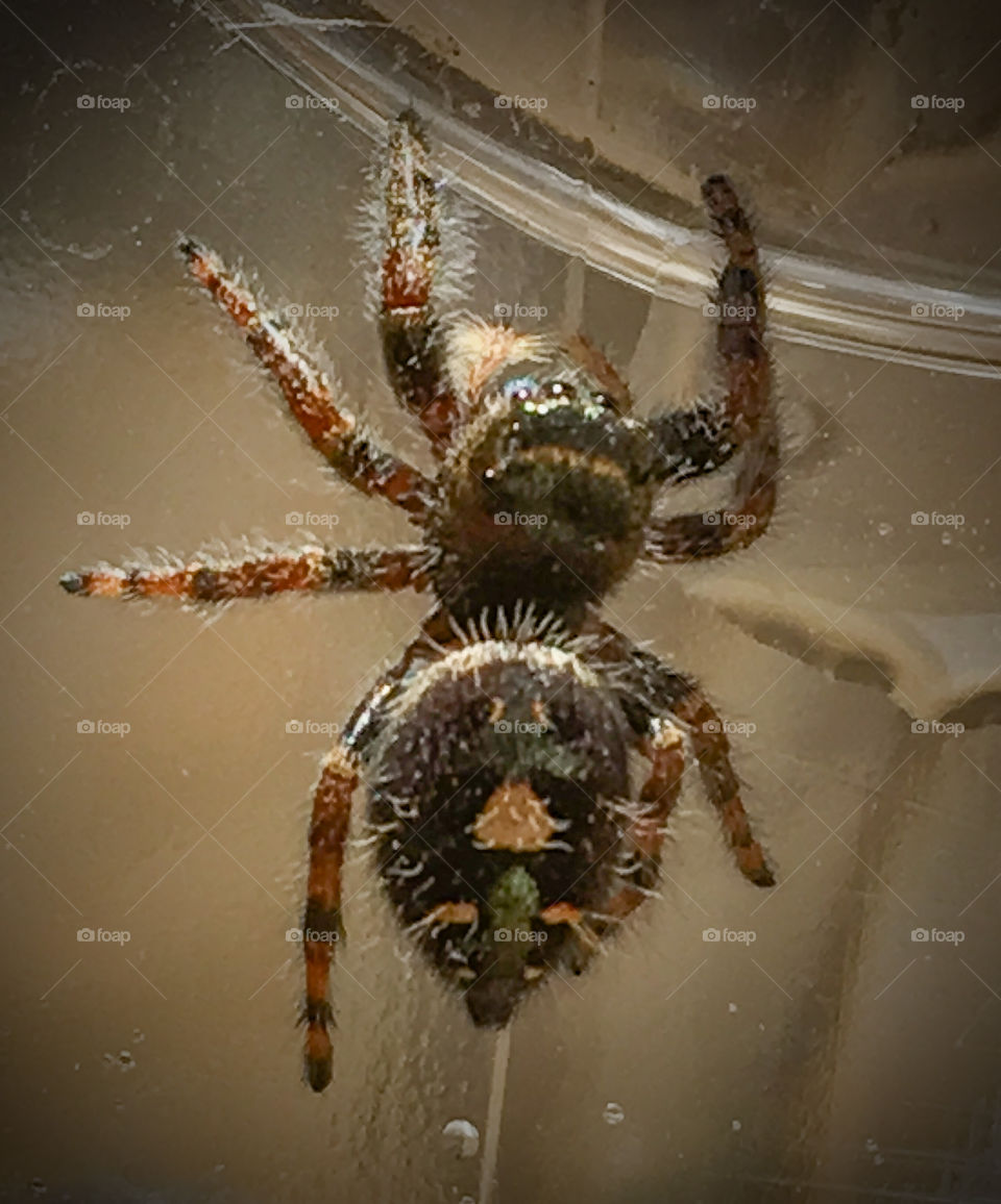 Jumpy Spider