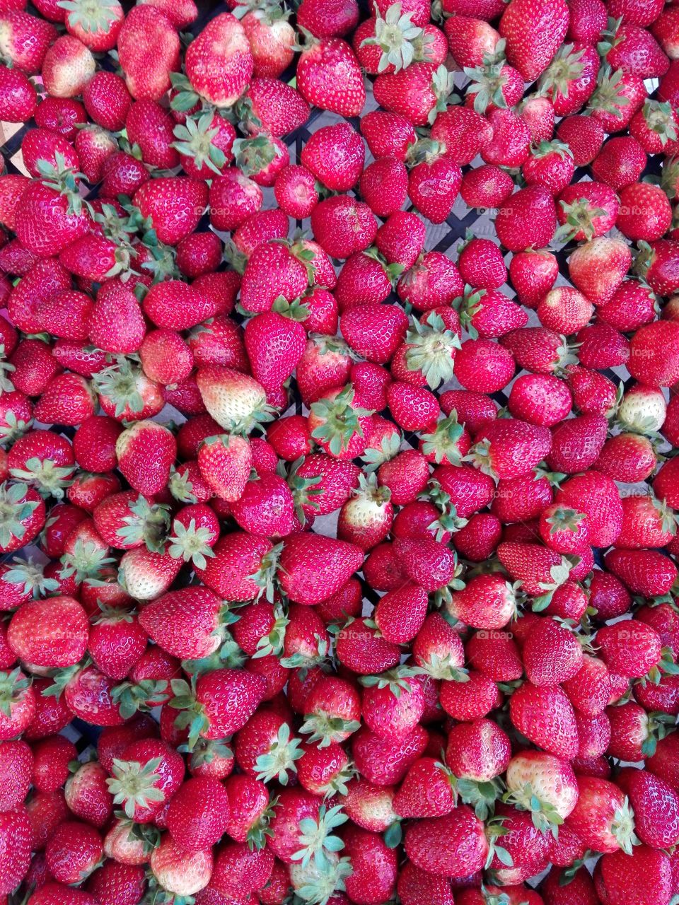 Berries of love