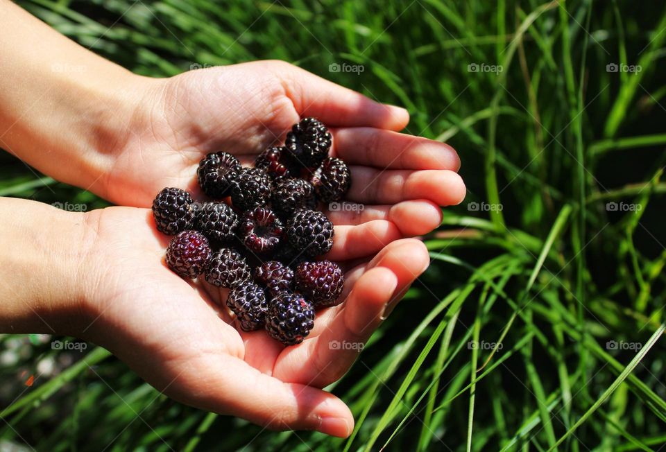 fresh blackberry