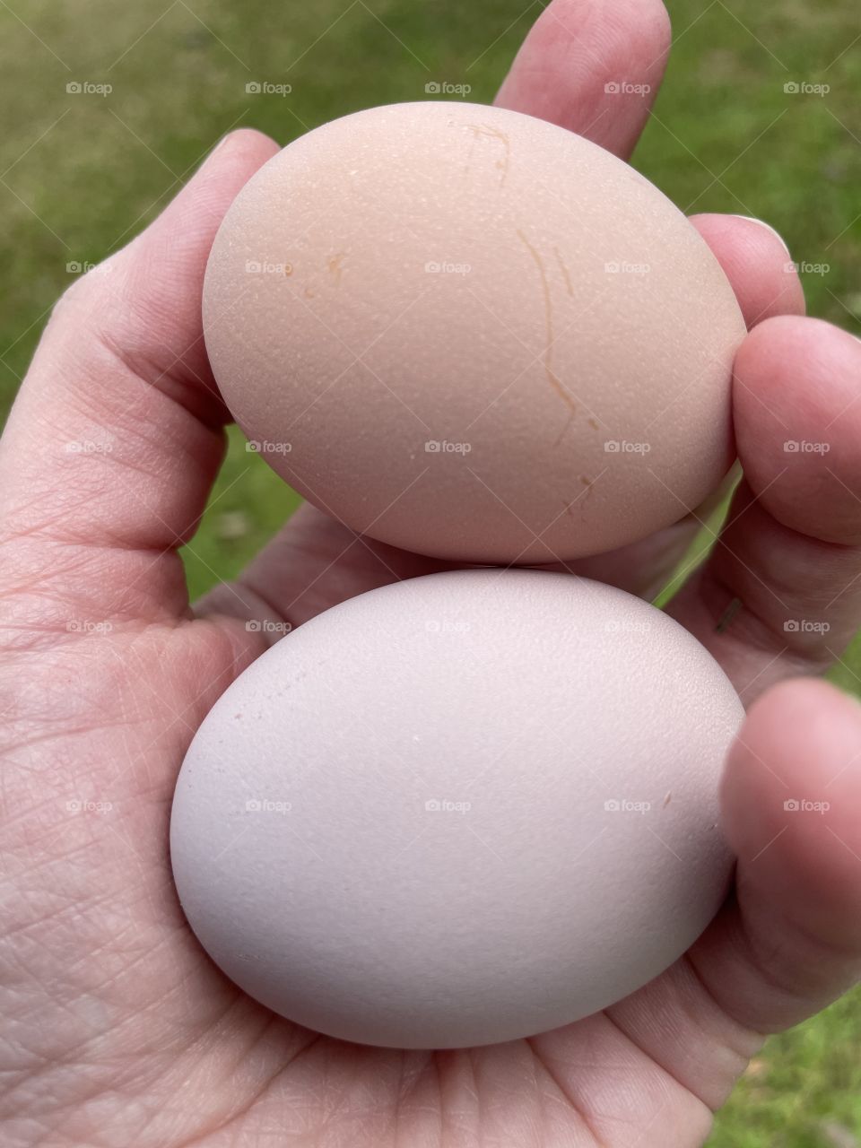 Gather the fresh eggs 