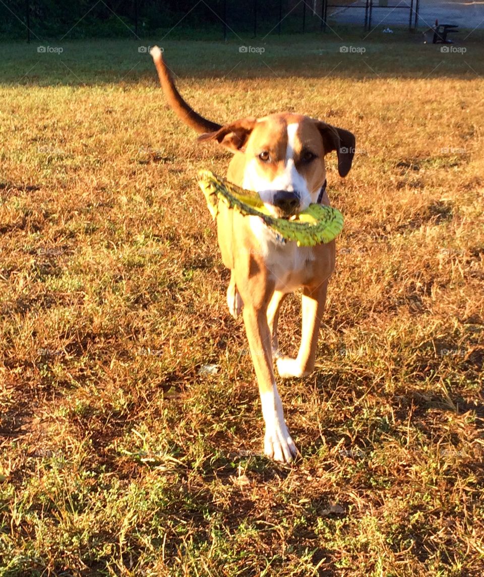 Frisbee Fetch