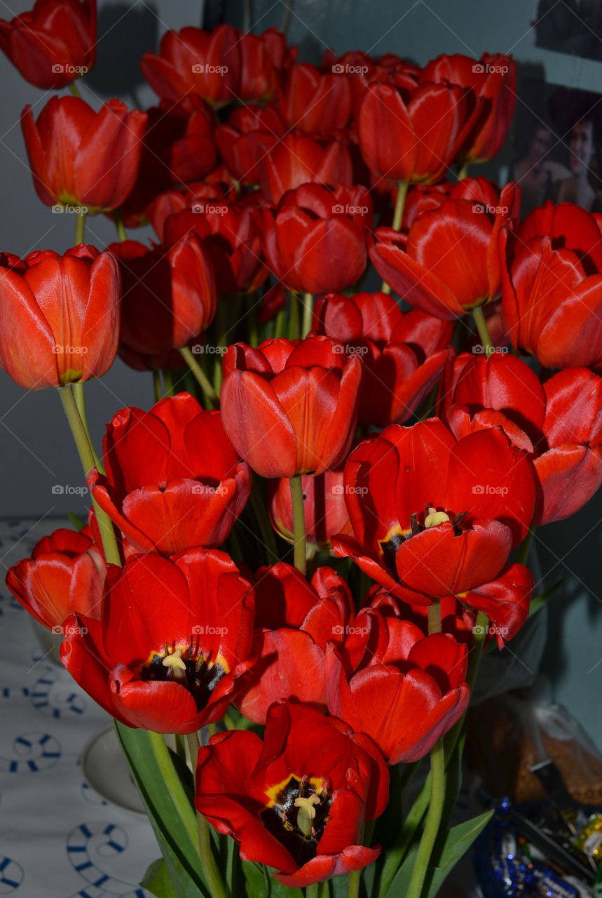 Tulips