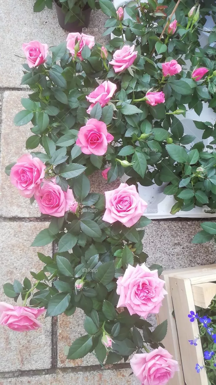 Rosen 