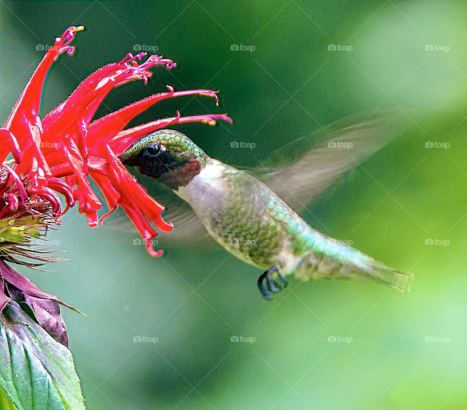 The return of the Ruby Throated Hummingbird is the first sign of spring