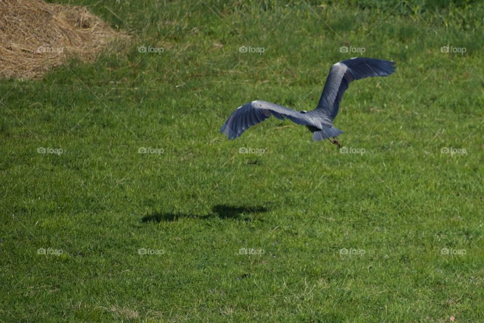 Flying Blue Heron