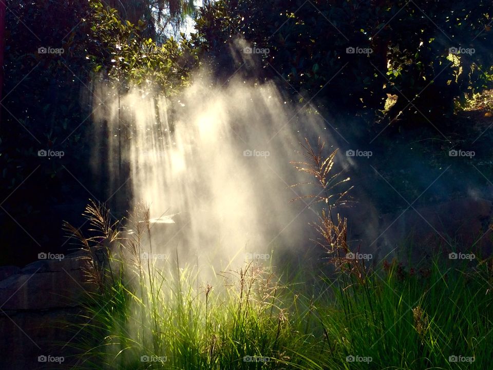 Sunlight reflecting on the grass