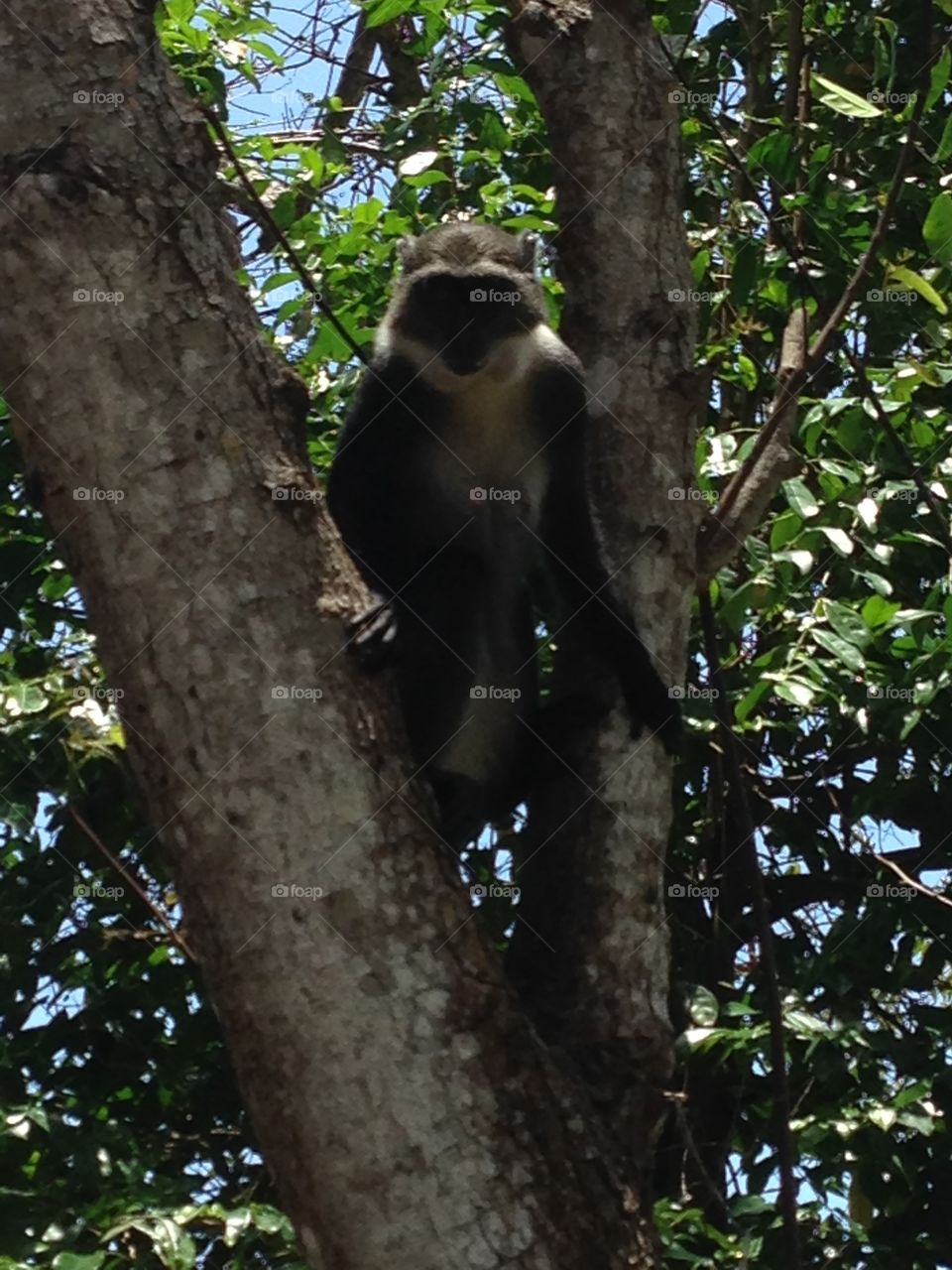 Monkey in Watamu, Kenya!