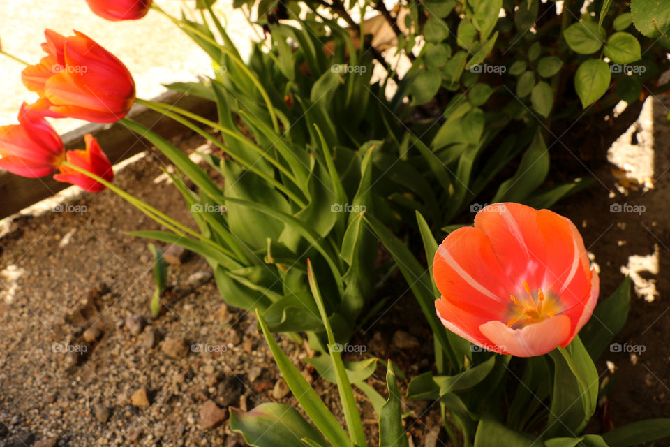 Orange/pink tulip