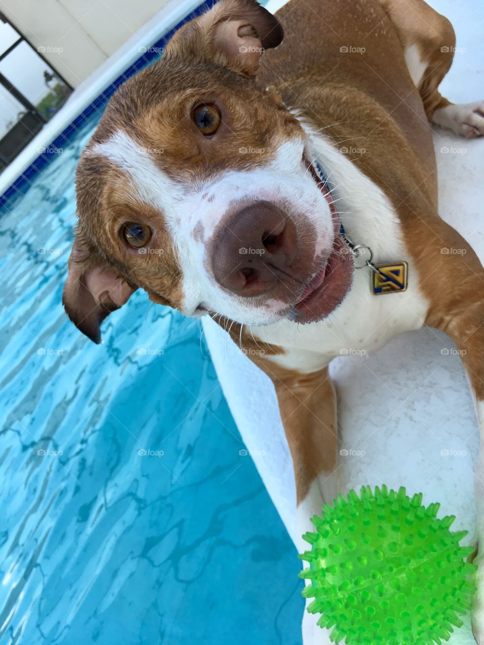 Very happy rescue dog playing ball in the pool in Florida 