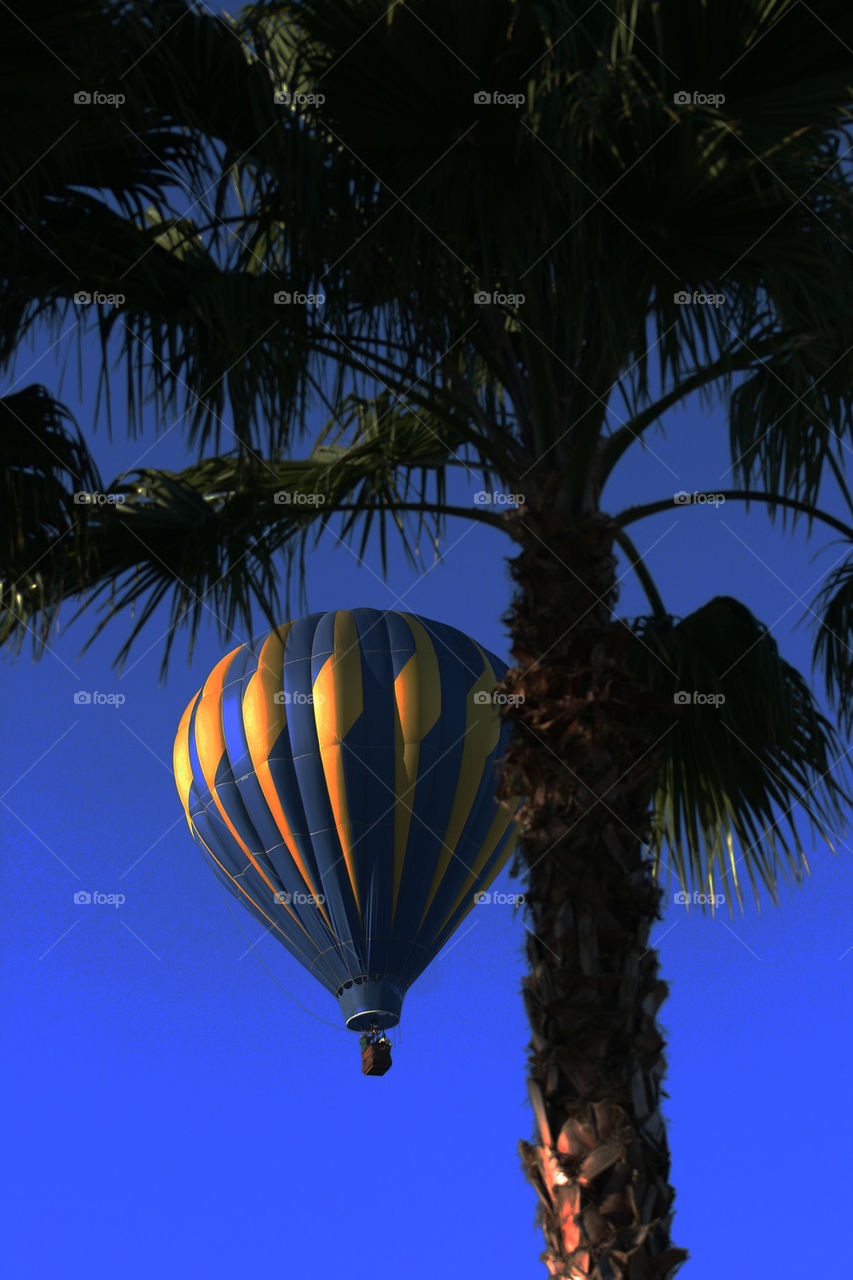 palm tree balloon