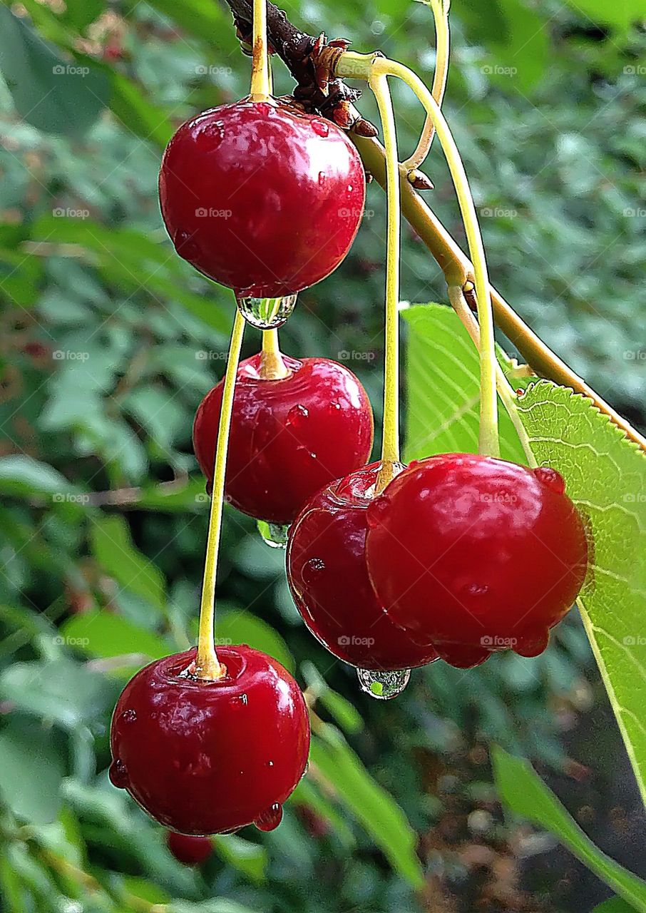 Cherries after the rain ..
