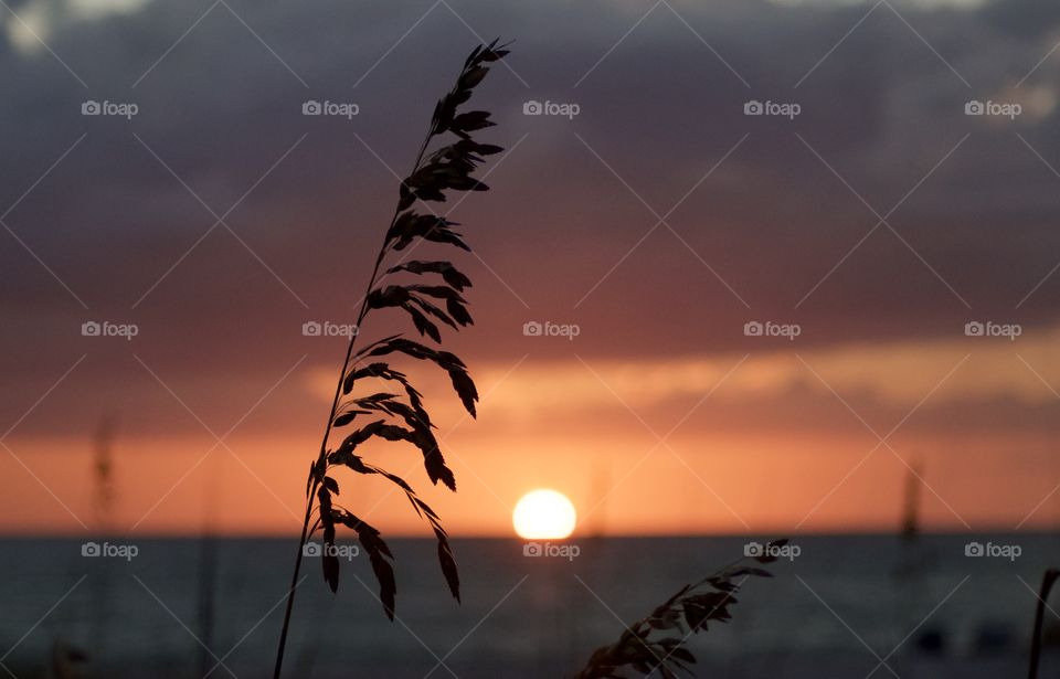 Sea oats at sunset 