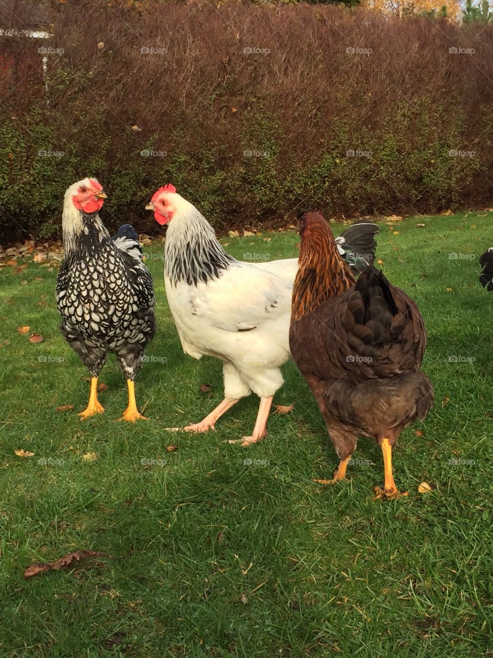 Free range poultry. Hens