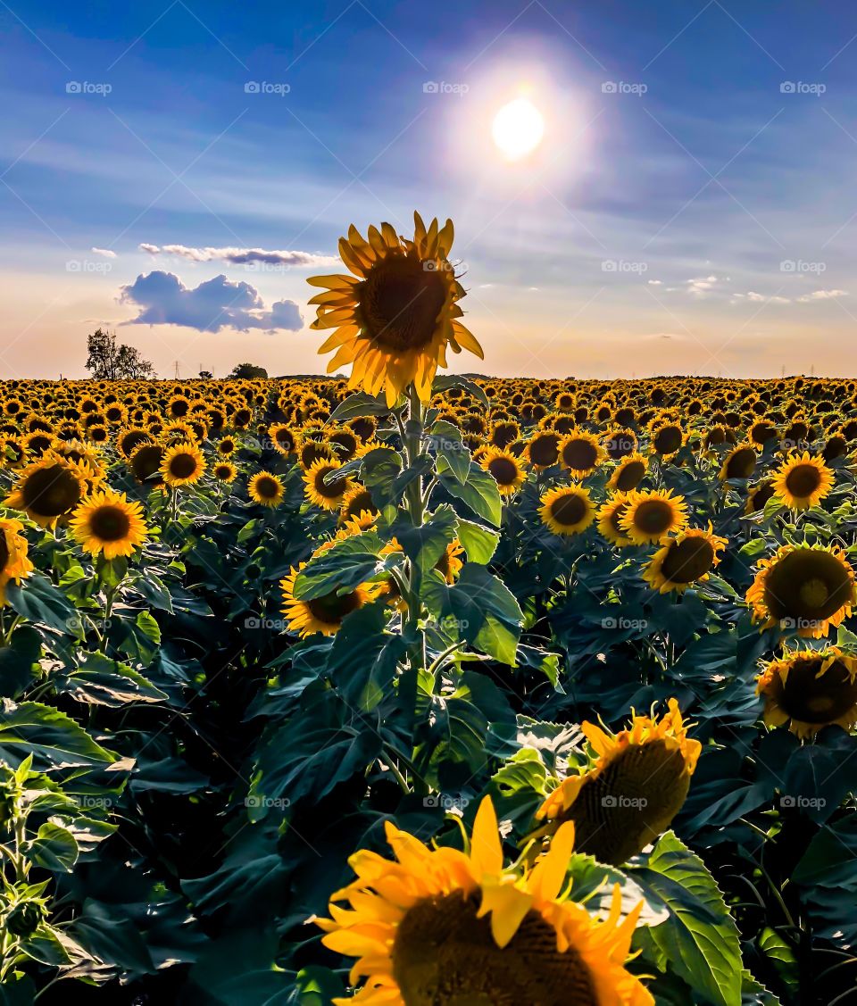 Sunflower field 