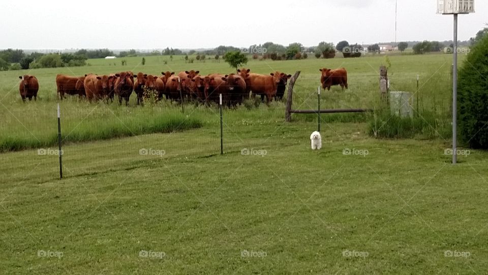 Buddy and his herd