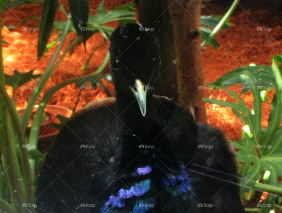 bird at the National Aviary in Pittsburgh