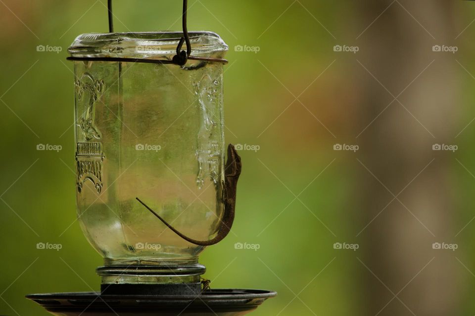 Small lizard clinging to glass hummingbird feeder