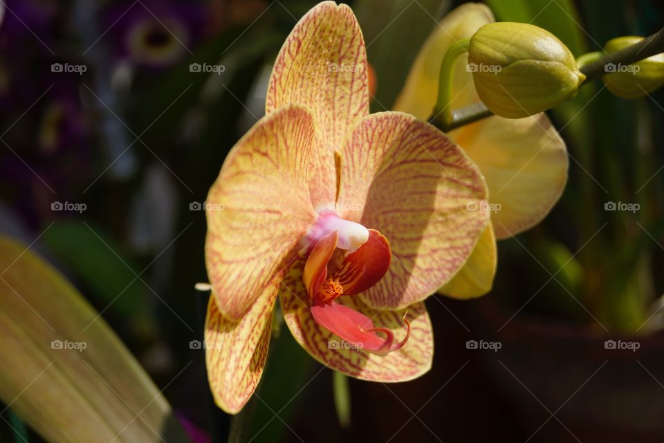 orchid orange striped