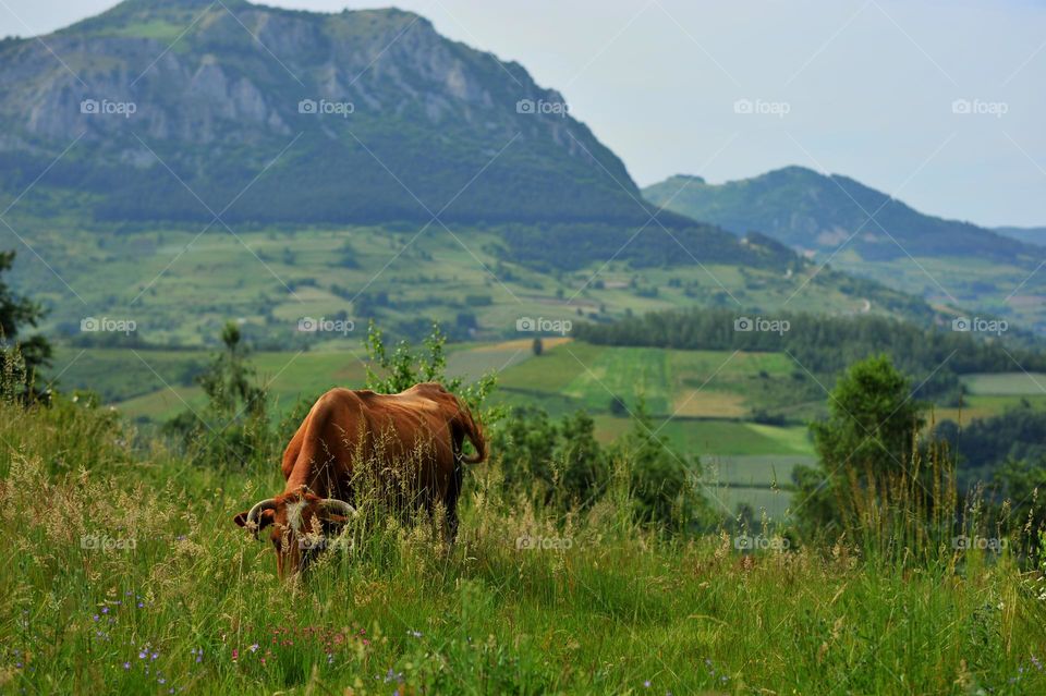 the transition between seasons can evoke a sense of nostalgia. Winter often brings cozy memories and a unique ambiance that can be missed as spring arrives