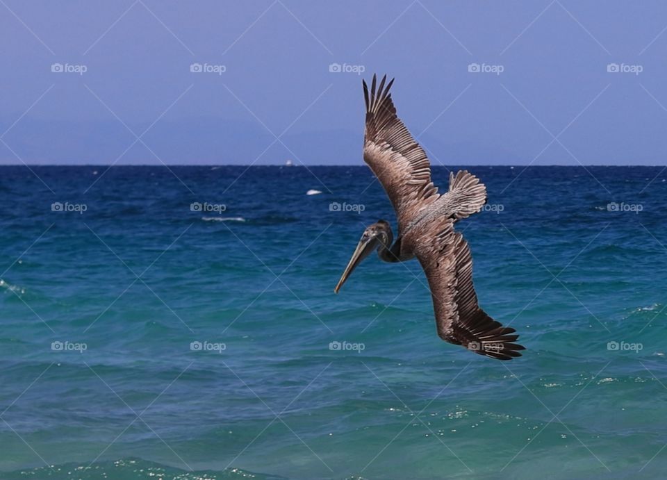 A pelican diving into the water