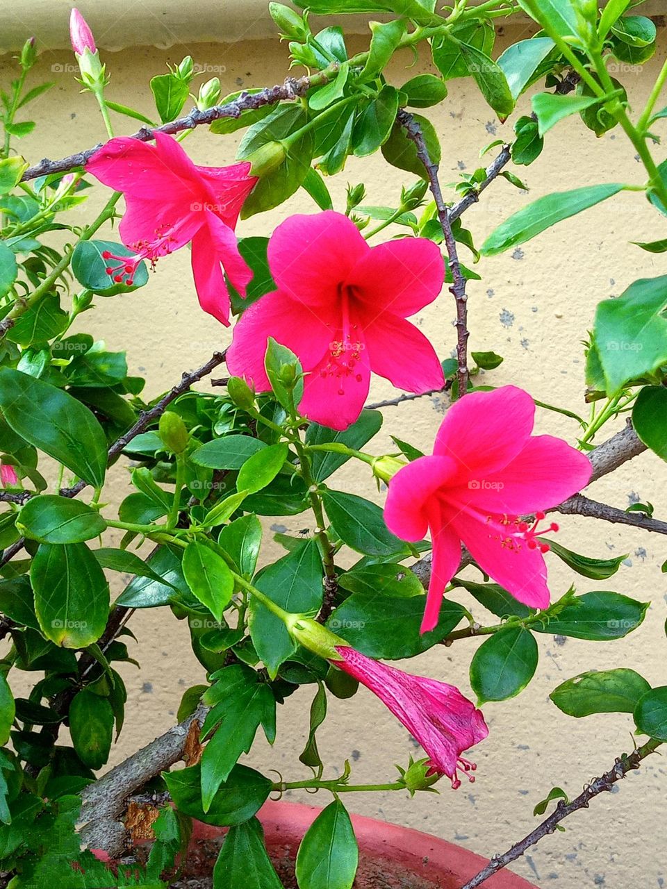 beautiful pink 💕 hibiscus🌺 flower🌺🌻🌹🌷