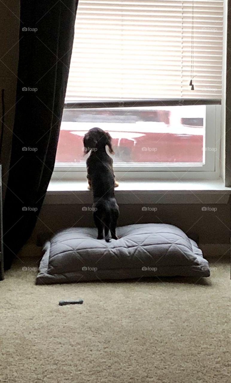 Miniature dachshund puppy looking out of window
