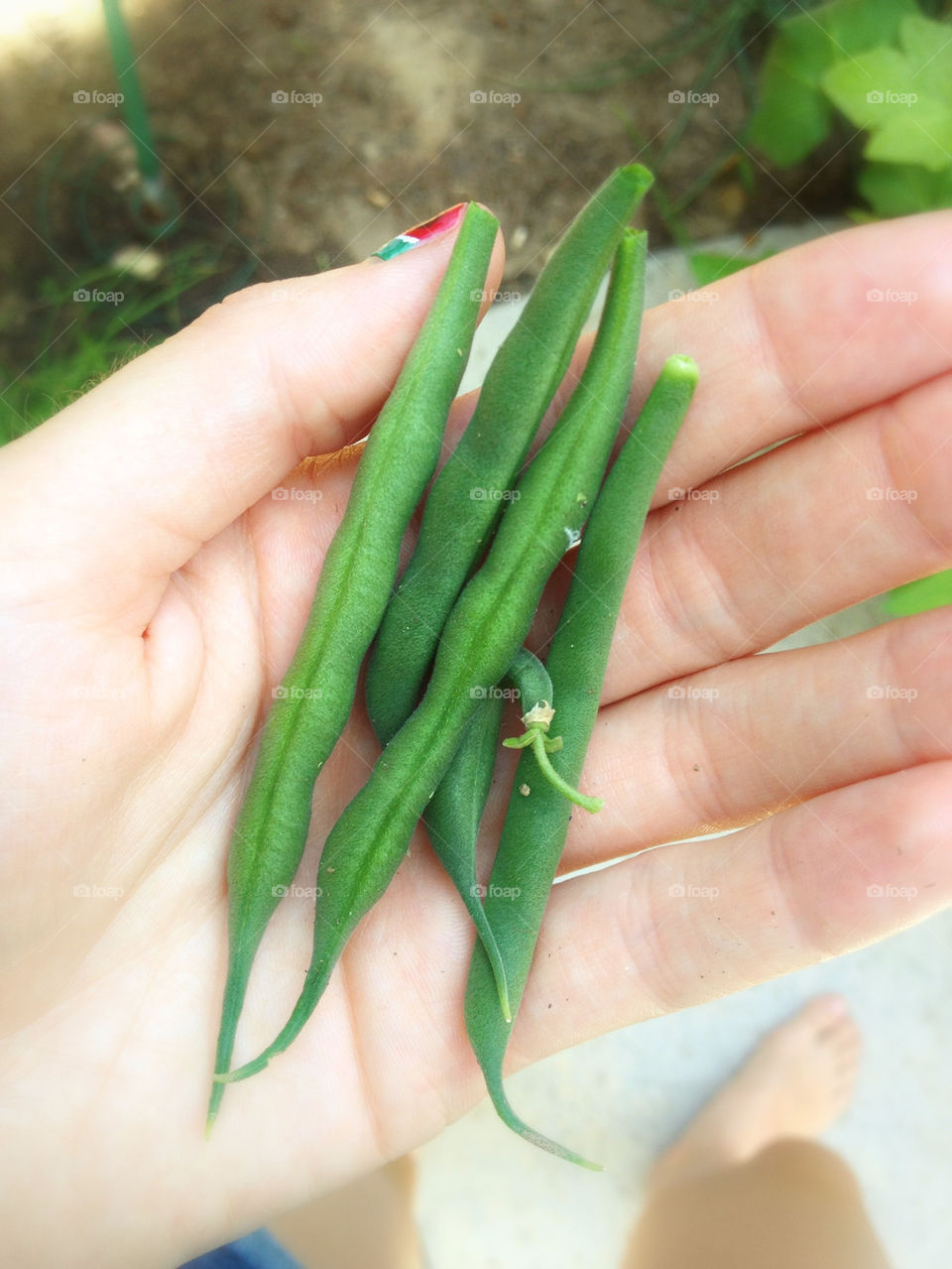 Green Beans From The Garden