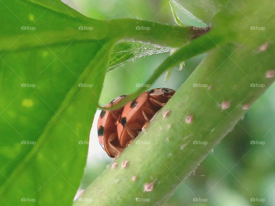 Ladybugs in love.