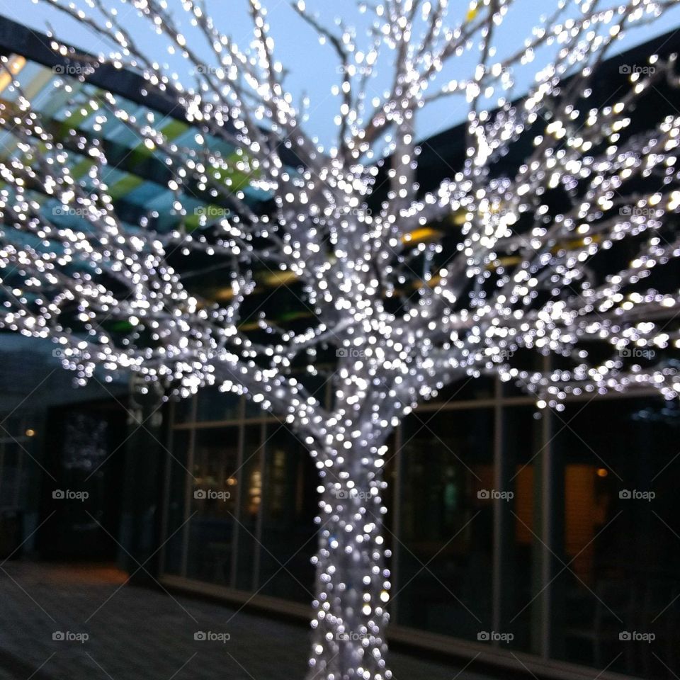 Tree, Branch, Season, No Person, Winter
