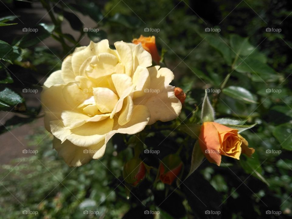 Yellow head roses