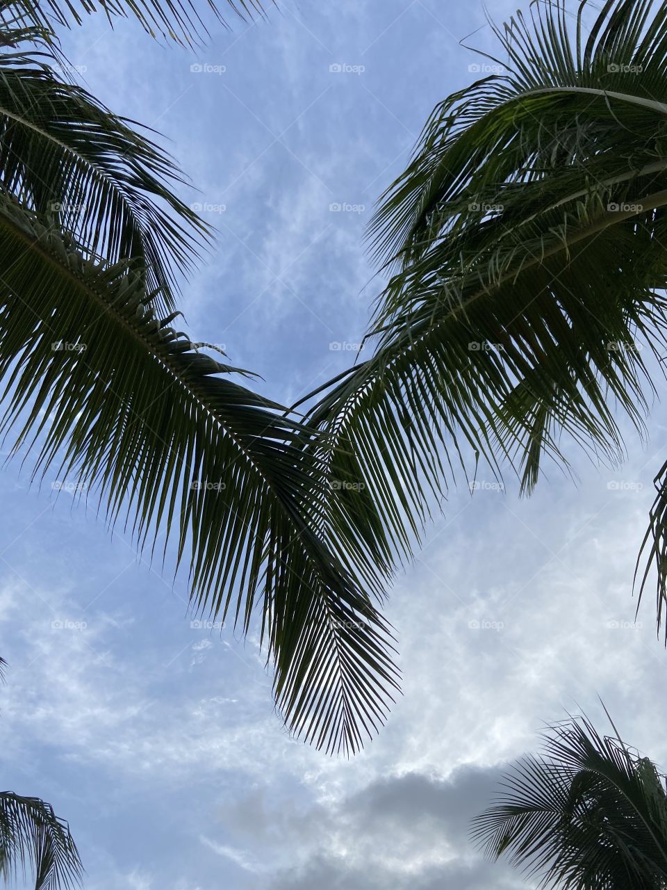 Sky palm trees