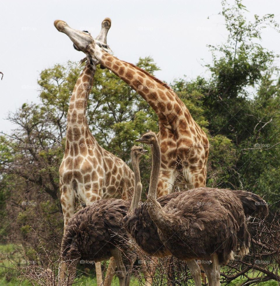 Ostriches watching two giraffe fight