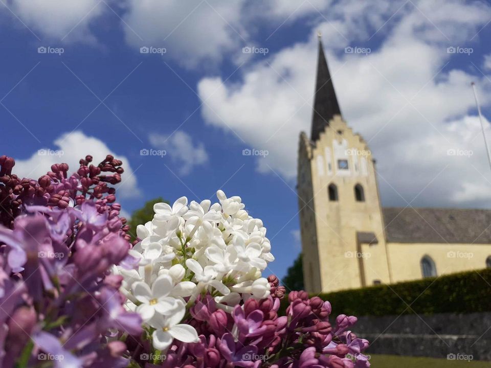 branched lilac branch