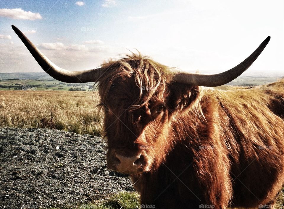 Highland cattle close up. Highland cattle close up