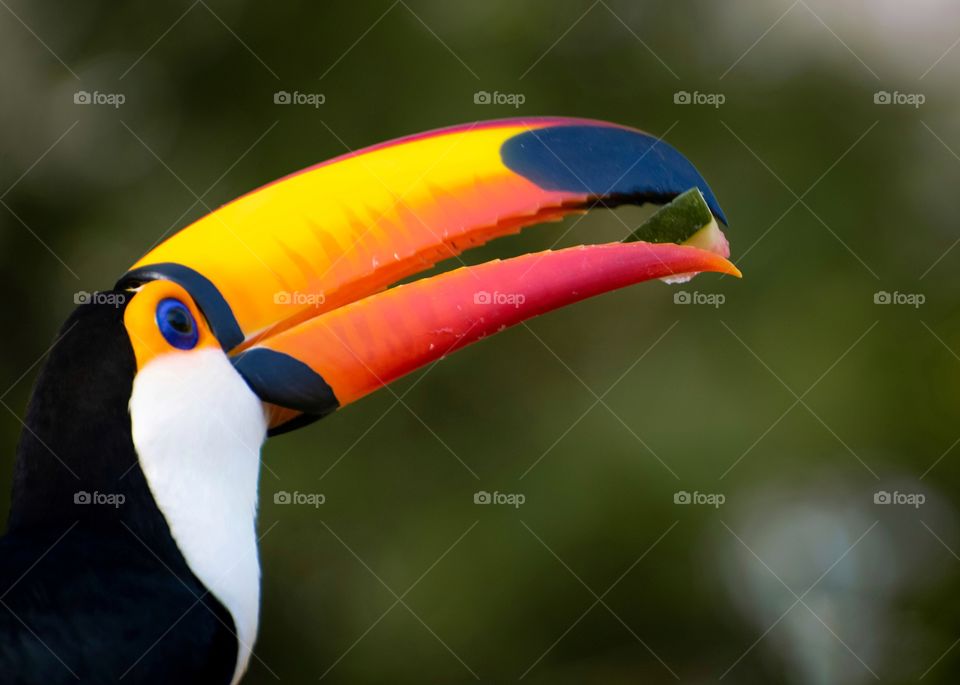 Tucano, ave com enorme bico e se alimenta de frutas, pequenos répteis e filhotes de outras aves, muito comum no Pantanal.