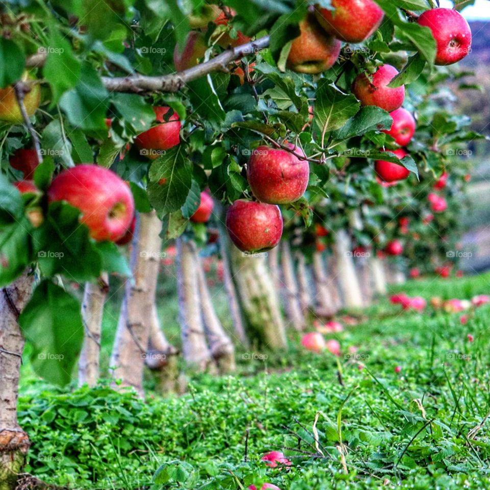 bountiful apple trees