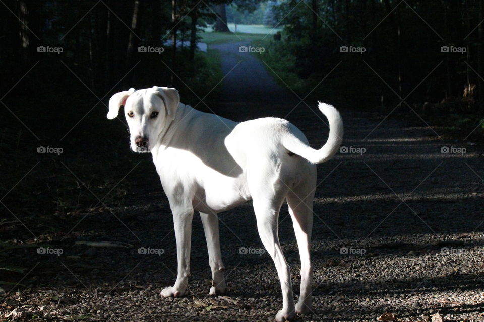 Early morning walk through the woods with the sunlight just making its way past the trees