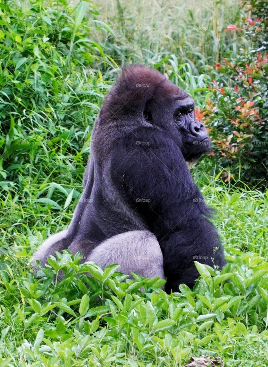 gorilla in the forest - wildlife life