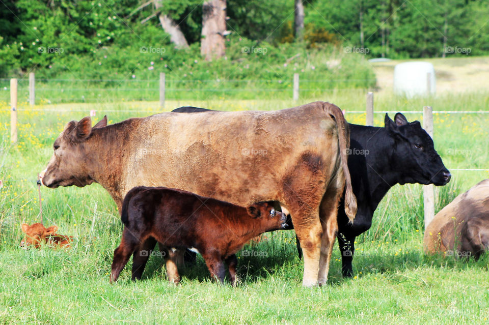Happy cows enjoying a warm Spring day. One calf sleeping in the grass & another voraciously drinking a meal from her mom. She must have been pretty hungry as she got milk all over her face! ๐