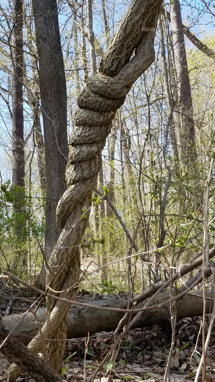 Twisted Vine At The Utica Zoo