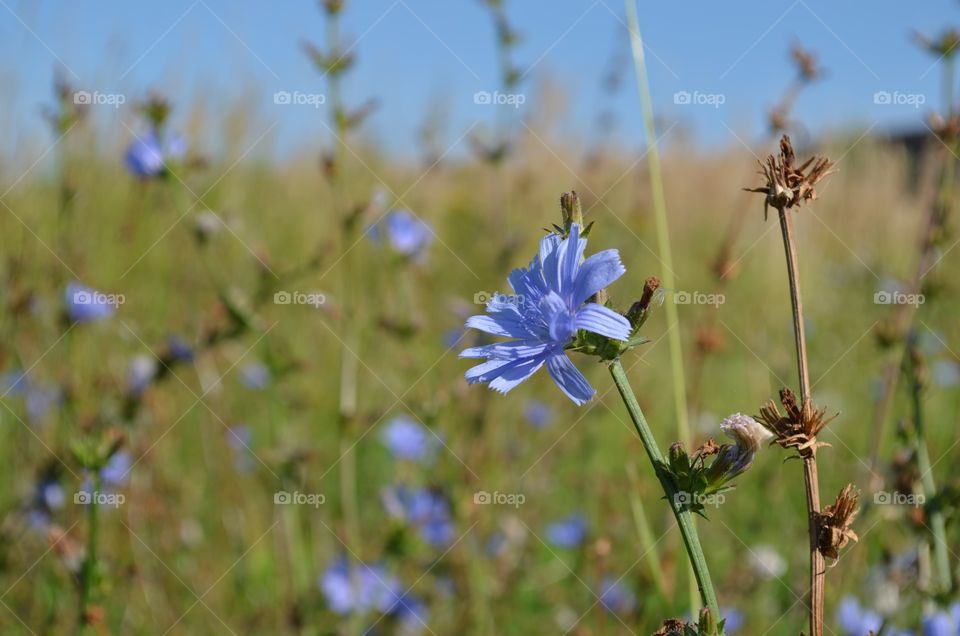 delicate flower