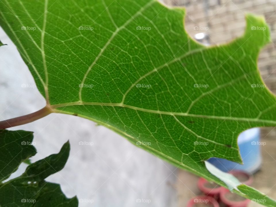great color leaf position.