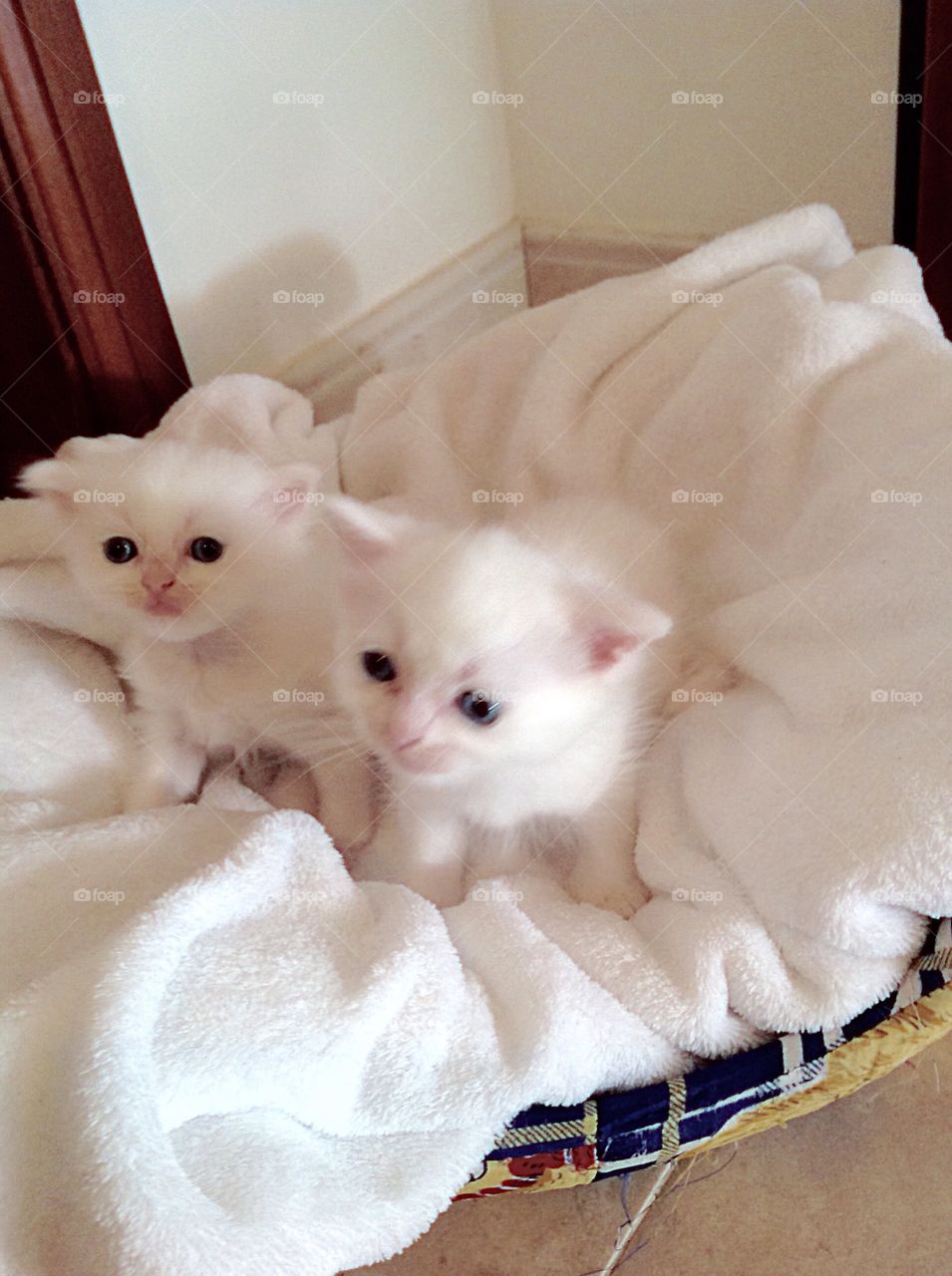 White baby kitten 