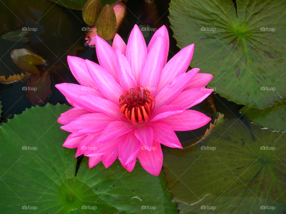 water lily. nature
